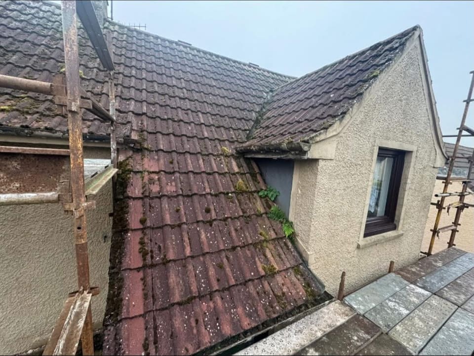 An old tiled roof with moss along the courses and ferns growing out of the valley.