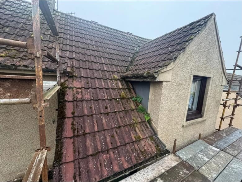 An old tiled roof with moss along the courses and ferns growing out of the valley.